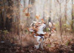 Потепление до +20 обещают морозовчанам в среду, 13 октября