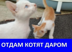 Котята ищут новый дом