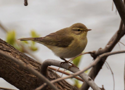Пасмурную, но сухую погоду прогнозируют морозовчанам в пятницу
