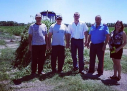 Около 30 тысяч килограммов дикорастущей конопли уничтожили на территории Вольно-Донского сельского поселения