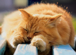 Ясный и теплый день обещают жителям Морозовского района в субботу