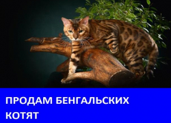 Продаются котята бенгальской породы