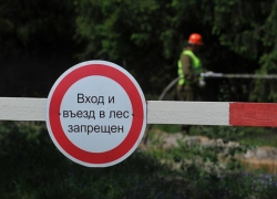 Лес под запретом: на Дону ввели временное ограничение  