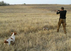 Сезон охоты на перепелов стартовал на Дону с 15 августа