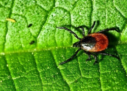 Вопрос-ответ: «Почему не проводят противоклещевую обработку? 