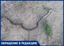 В нескошенной траве на улице Халтурина завелись змеи! - морозовчанка