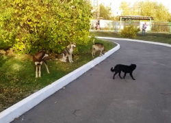 Собаки напали на девочку, - морозовчанка возмутилась бездействием властей