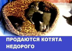 Продаются котята породы мейн-кун