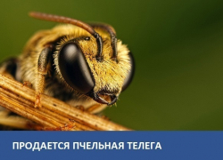 Продается телега для перевозки пчел
