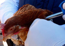 Более 136 тысяч пернатых уже вакцинировали специалисты ветеринарной службы в Ростовской области