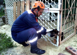 Спасатели в Морозовске освободили застрявшую собаку