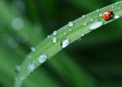 +27 и небольшой дождь ожижаются в Морозовске в понедельник