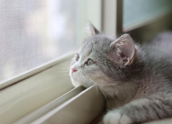 Переменная облачность и всего 15 градусов тепла ожидается в Морозовском районе 13 мая