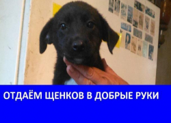 Отдаём трёхмесячных щенков