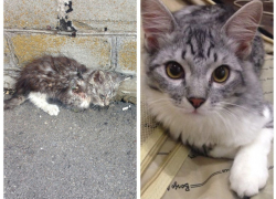 Кот, которому повезло: история, рассказанная вне конкурса