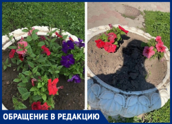 Люди не хотят, чтобы город наш был красивым! - морозовчанка об украденных с клумбы цветах