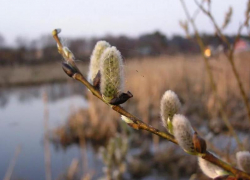 Ветреным и прохладным окажется в Морозовске Вербное воскресенье в этом году