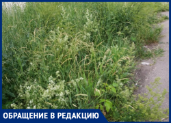 Когда будут косить траву на улице Ворошилова? - морозовчанка