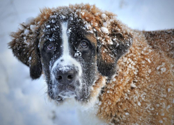 Сильный снегопад ожидается в Морозовске утром, 26 марта