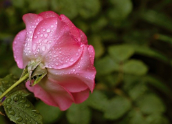 Новая неделя в Морозовске начнется с дождя