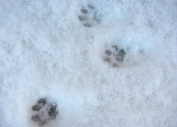 Снег и переохлажденный туман ожидают морозовчан в среду