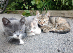 Кошка принесла троих? 