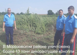 Более 13 тонн дикорастущей конопли уничтожили на территории Вольно-Донского сельского поселения