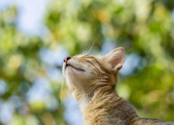 Переменная облачность и до 27 градусов тепла ожидается в Морозовске во вторник, 15 июня