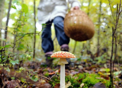 Ядовитые грибы нередко растут рядом со съедобными! - Роспотребнадзор по Ростовской области