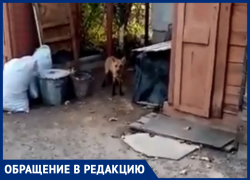 Лиса загрызла собаку и металась по двору в Морозовске