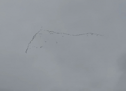 Над Морозовском заметили косяк уток: тёплая осень уступает место зиме