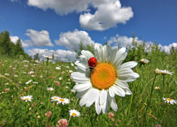 Тепло и сухо будет в Морозовске в среду, 21 июня