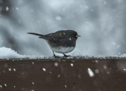Небольшой снег ожидается в Морозовске ночью 20 февраля