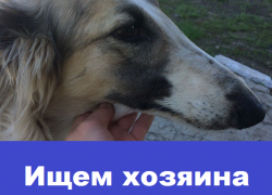 Ищем прежнего или нового хозяина для борзой
