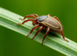 Клещи наступают: в Морозовском районе готовятся к опасному эпидсезону