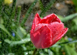 Небольшой дождь будет в Морозовске во вторник 