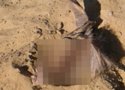 Полголовы козы нашли дети в песочнице на улице Ворошилова в Морозовске