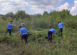 В Морозовском районе уничтожили 35 тонн дикорастущей конопли