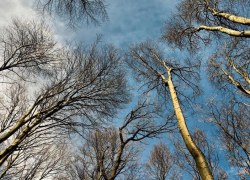 Малооблачная и почти безветренная погода ожидается в Морозовске в субботу, 21 марта