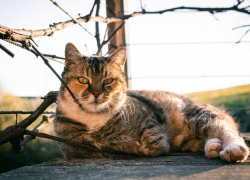 Переменную облачность и до 6 градусов тепла обещают морозовчанам в конце недели