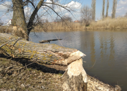 Бобр завалил-таки свое любимое дерево на реке Быстрой в Морозовске