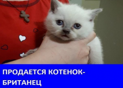 Продается кот британской породы