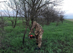 Незаконная рубка деревьев обернется для морозовчанина крупным штрафом и лишением свободы сроком до 7 лет