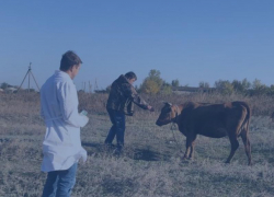 В Морозовском районе проводят вакцинацию крупного и мелкого рогатого скота против ящура