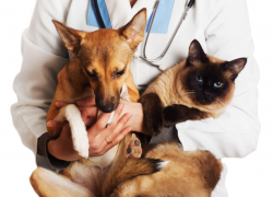 В 18 донских государственных ветеринарных лечебницах пройдет акция по стерилизации домашних и безнадзорных животных
