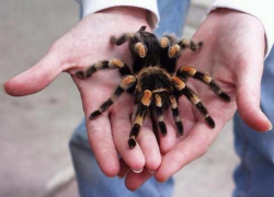 Морозовчанку напугал огромный тарантул – девушка обнаружила паука у себя дома