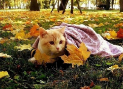 Всего +23 градуса тепла обещают синоптики в середине недели