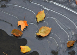 Пасмурный день без осадков обещают морозовчанам в воскресенье, 8 декабря