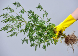 При обнаружении амброзии следует принять меры по ее уничтожению до цветения! - администрация Морозовского городского поселения