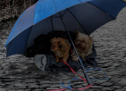 До 8 градусов тепла ожидается в Морозовске 25 февраля